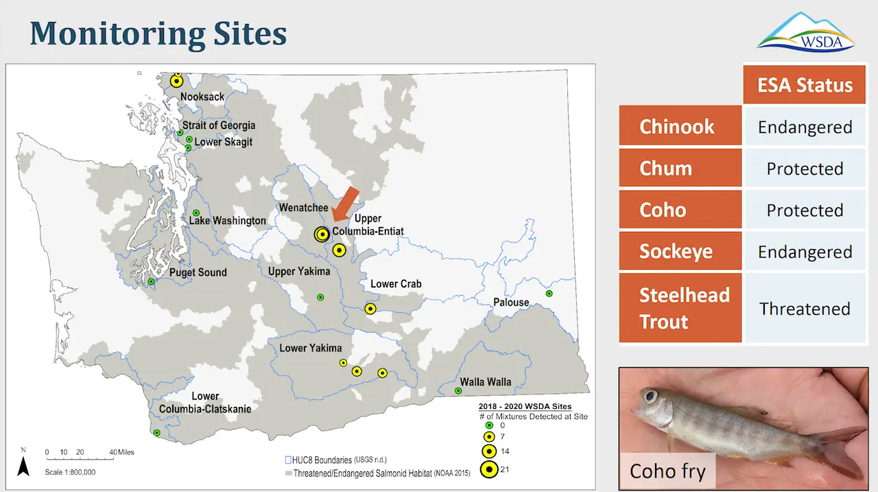 Slide with map of monitoring sites in Washington, image of Coho fry, and list of threatened or endangered salmonid species.